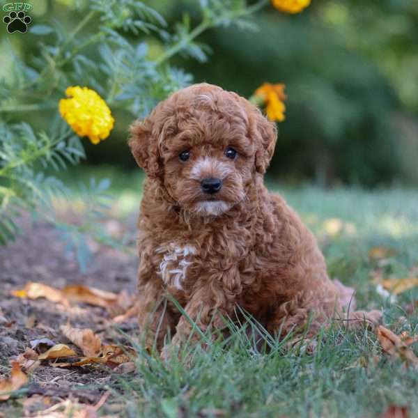Myles, Cavapoo Puppy